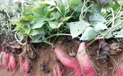 �t�탞�|�߮a���������P�I����ǰ��ע�����Ժ��[����