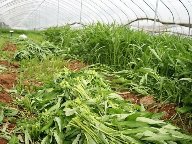 ���Ĳ������ʩ�ʵģ����Ĳ˷Nֲ���g��