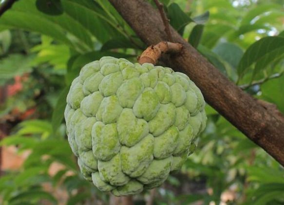 ����֦����ԓ���ʩ��������֦ʩ�ʼ��g��