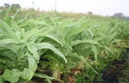 �n�������ʩ�ʵģ��n�ĵ�ʩ�ʷ�����ʲô��