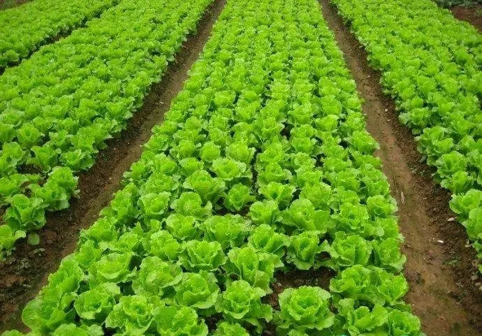 �������˷NֲƷ�N����Щ��ԓ��ηNֲ��