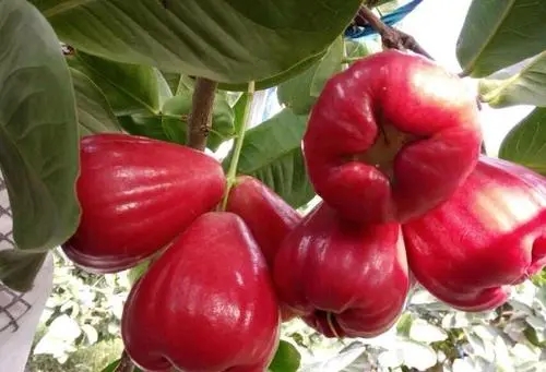 ���~�tɏ�FƷ�N���c��ʲô��Ʒ�N�a(ch��n)����Σ�