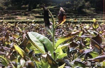 ��䵹����ԓ����A(y��)�������Nֲ���g(sh��)��