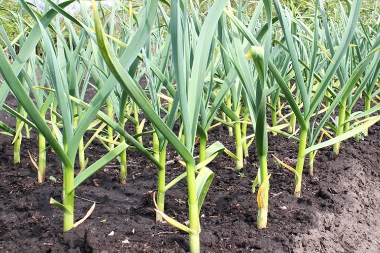 �������׷�ʣ�����׷�ʕr�g��ʲô�r��