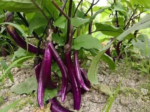 ���Ӟ�ʲôҪ�_��ʩ�ʣ�����Щ��̎