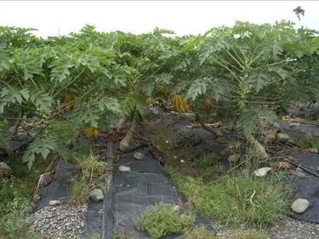 ľ�ϷNֲ��Ҫ��Щ�l����ľ��ԓ��ηNֲ��