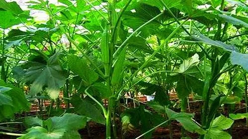 ������ʩ�ʣ������ʩ�ʷ�����ʲô��