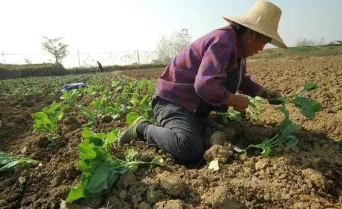 �Ͳ������ʩ�ʵģ��Ͳ˵�ʩ�ʷ�����ʲô��