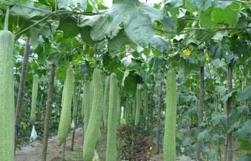 �z�����ʩ�ʸ߮a(ch��n)���z�ϸ߮a(ch��n)ʩ�ʼ��g(sh��)