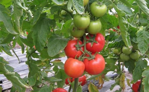 �������ʩ⛷ʣ���Ч���ܸ���Ч��