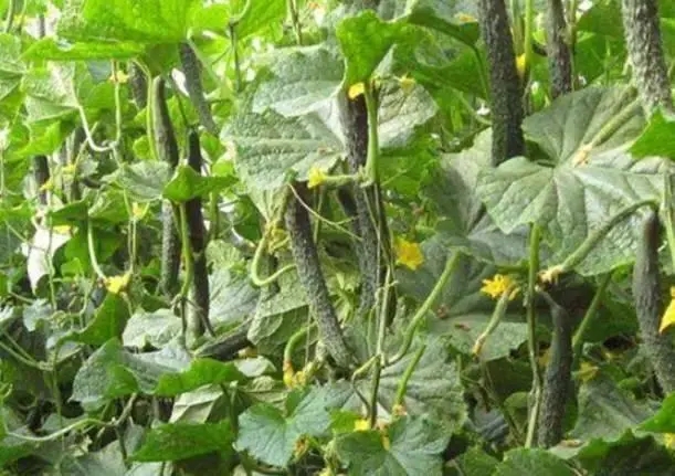 �S�����ʩ�ʣ��S��ʩ��ע��ʲô��