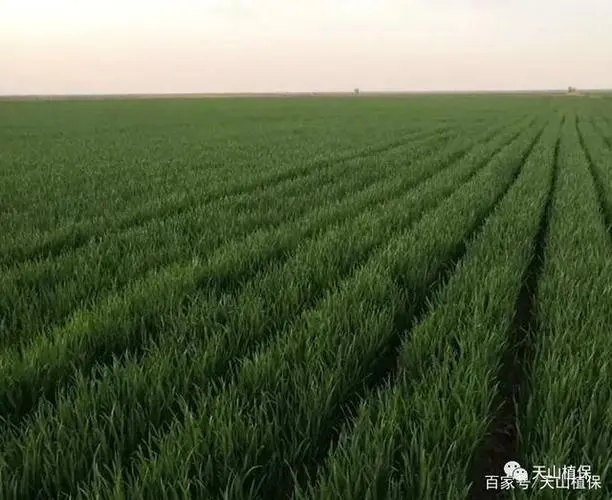 ��С�����ʩ�ʣ�С����ʵ����c��ʲô��