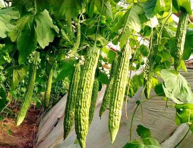 ��ϵ����Ҏ(gu��)����ʲô����ϸ߮a(ch��n)ʩ�ʼ��g(sh��)��