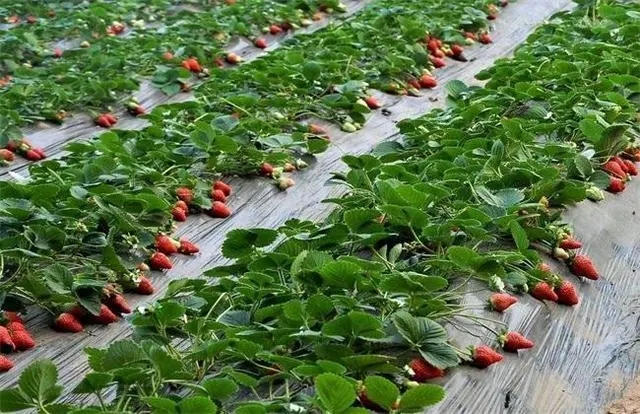 ��ݮ��ηNֲ�����M��ݮ���L�ķ�����ʲô��