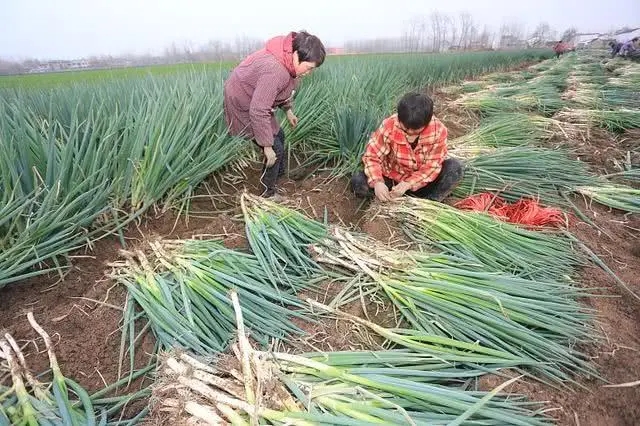 ���[�Nֲʲô�r��ʩ�ʣ���νo���[ʩ�ʣ�