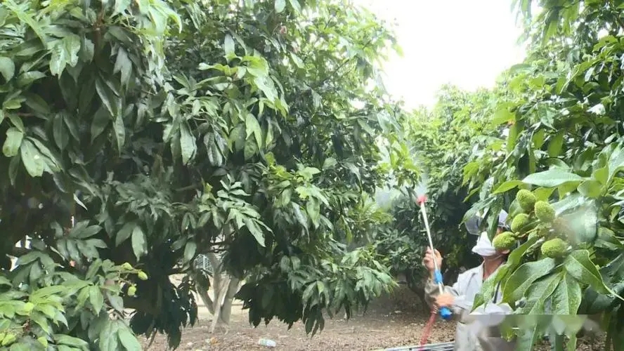 ��֦�ɹ������ʩ�ʣ���֦ʩ�ʼ��g(sh��)��