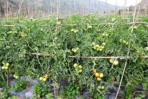 ����ʲô�r(sh��)��׷�ʺã����ѷNֲ׷�ʕr(sh��)�C(j��)��