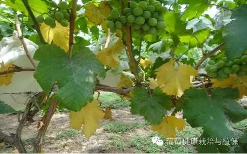 ���Ѳ��Y��ԭ����ʲô������Щ��Q������