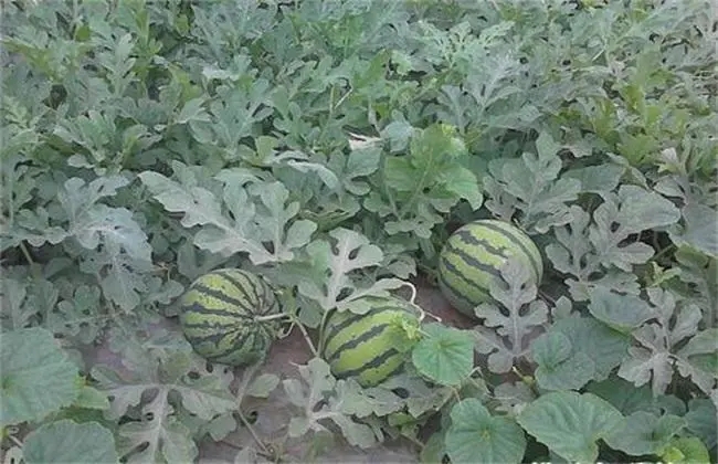 ����ʲô�r(sh��)�gʩ�ʣ����ϵ�ʩ�ʷ�����ʲô��