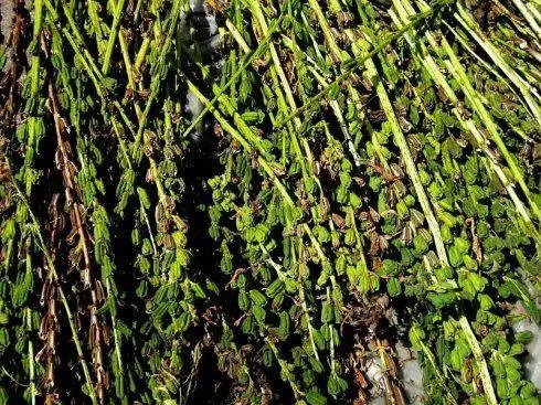 ֥�鲻ͬ���L�ڵ����Ҏ(gu��)�ɣ�֥��߮a(ch��n)ʩ�ʼ��g(sh��)��