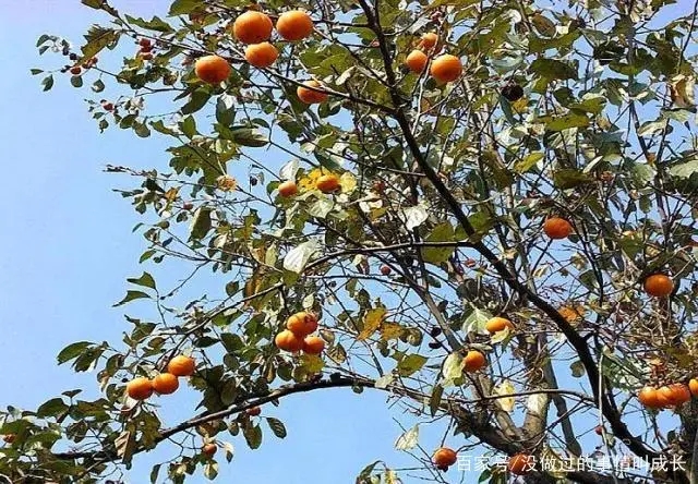 ���Ә����ʩ�ʣ����Ә�����Ҏ����ʲô��