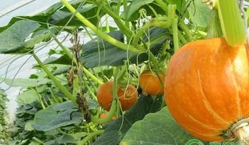 �Ϲ����ʩ�����Ϲ�ʩ��ԓע����Щ���}��