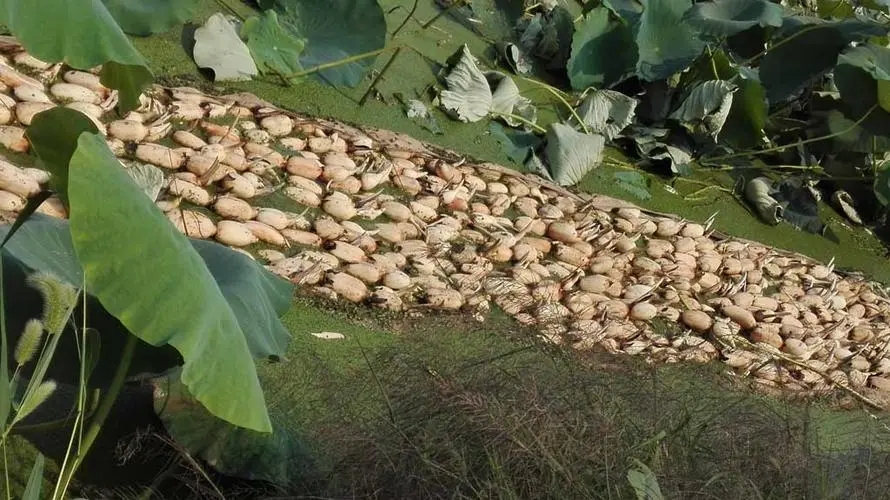 ɏź�ں���ԓ��ηNֲ��ɏź�Nֲ���g��