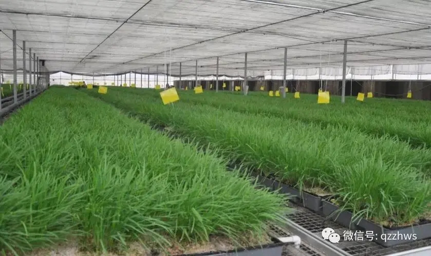 ˮ��²�ԓ��ηNֲ��ˮ��²˷Nֲ���g��