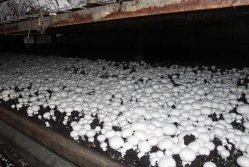 ʳ�þ�ԓ���׷�ʣ�ʳ�þ�ʩ��ע���������Щ��