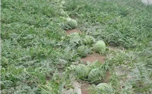 ����ʩ�ʑ�ԓע��ʲô��Ҫ�����������������ɡ���