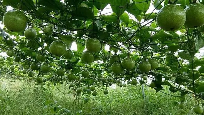 ��������ڶ��L�r�g��������Nֲ���g��