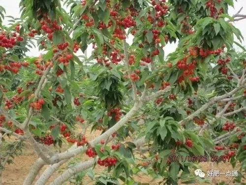 ���ҷNֲ���ʩ�ʣ����Ҹ߮a(ch��n)ʩ�ʼ��g(sh��)��