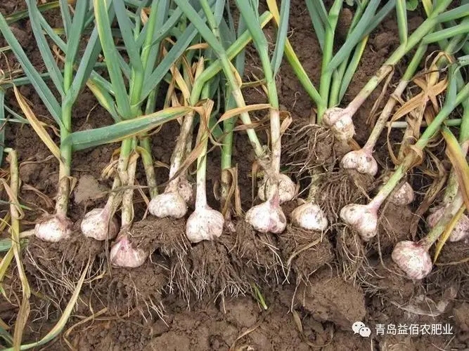 ������Ҫʩʩ�����}�᣿ÿ����ʩ���٣�