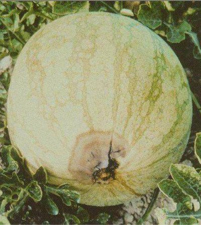 �ߜؼ�������ȱ�}�Y����Ό���