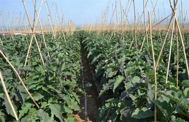 ���ӷNֲʩ�ʷ�����ʲô��ԓע����Щ��(w��n)�}��