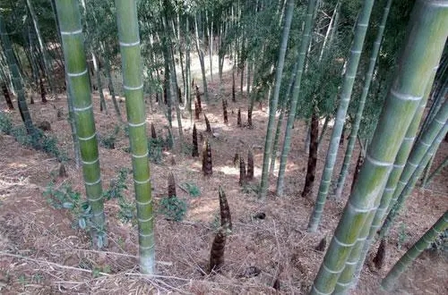 ��S�����ʩ�ʵģ���Sʩ�ʼ��g(sh��)��