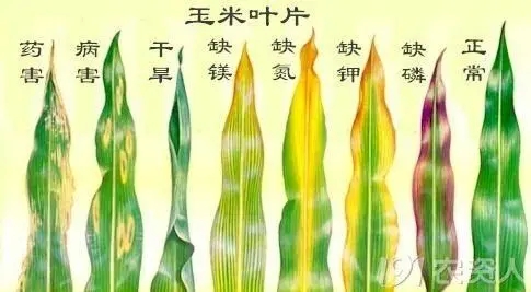 ����ȱ�ʰY����ʲô����γC������ȱ�ʣ�