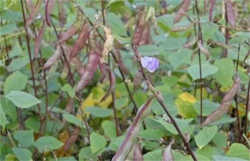 �ⶹ���ʩ�ʣ��ⶹʩ�ʼ��g��