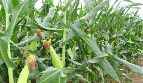 ���׵����Ҏ(gu��)�ɺ�������c��ʲô��