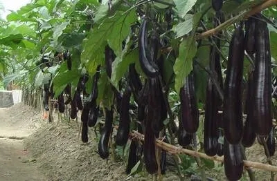 ���Ӹ߮a��Ҫ��ˮ����