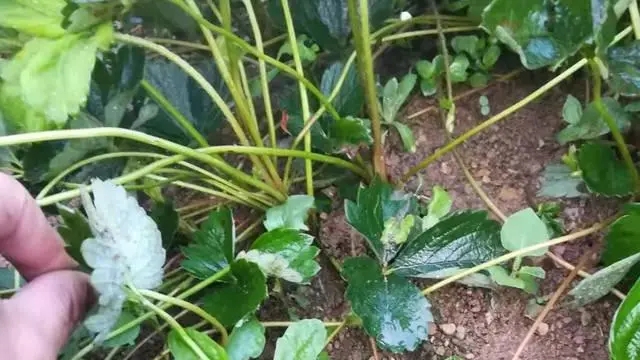 ��ݮ����ԓ��ô�k��ԓ��δ��Ʋ�ݮ������