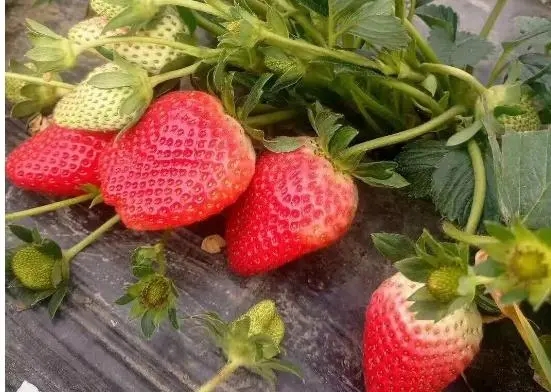 ��ݮ�����ԓ���ʩ�ʣ���ݮʩ�ʼ��g��