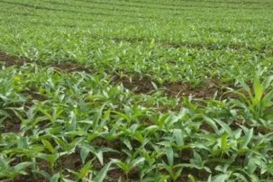 ��ˎ�đ����ߜظɺ����a���gָ����Ҋ