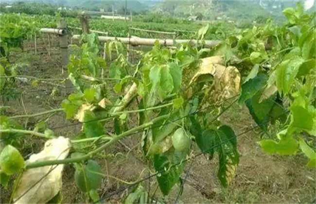 ����������ô�k��ԓ��ν�Q��