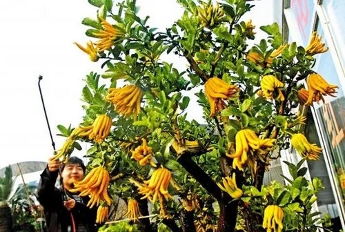 ���ַNֲ��(y��ng)���׷��������׷�ʷ�����ʲô��