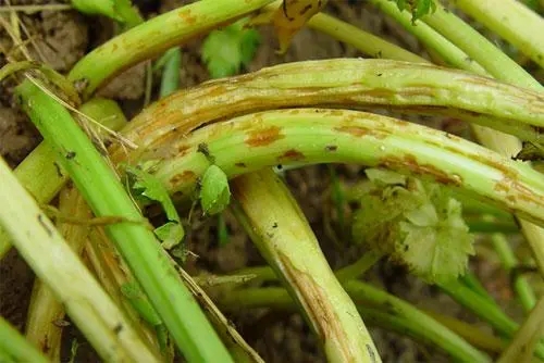 �۲˷Nֲ��(y��ng)���ʩ������ô�����۲��ĸ�����