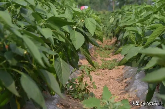 �����������𽷽Y(ji��)����ȱ�V����(y��ng)��η��Σ�