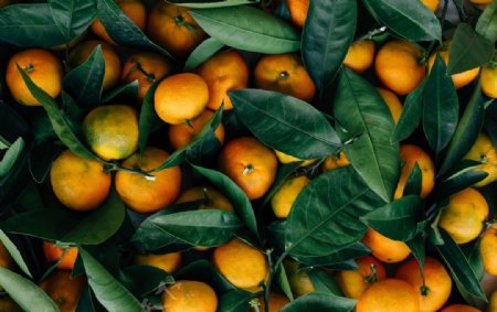 Ě�Ȳ�ͬ���L(zh��ng)����ôʩ�ʣ�Ě��ʩ�ʼ��g(sh��)��