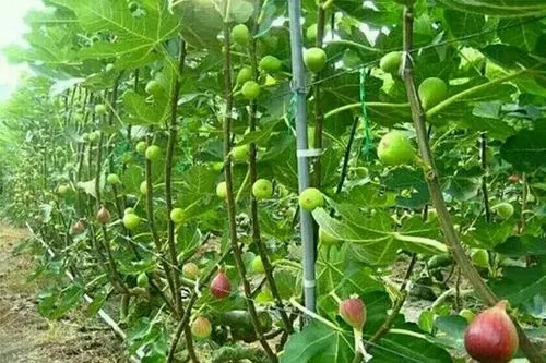 ����ʩ�ʷ�����ʲô������ʩ�ʹ������g��