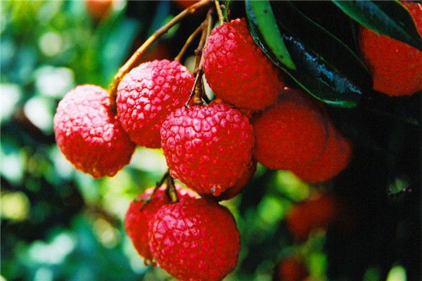 ��֦��ժ�����ʩ�ʣ�ʩ�ʷ�����ʲô��